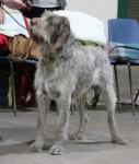 Filename=M-Draco.jpg
Filesize=281KiB
Dimensions=800x938
Date added=Mar 23, 2021 M-Draco.jpg