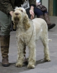Filename=R-Cherriecola.jpg
Filesize=267KiB
Dimensions=800x1029
Date added=Mar 23, 2021 R-Cherriecola.jpg