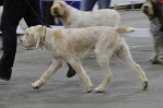 Filename=A-HappyEverAfter_-1.JPG
Filesize=107KiB
Dimensions=800x529
Date added=Mar 23, 2021 A-HappyEverAfter_-1.JPG
