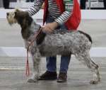 Filename=C-Giuda.JPG
Filesize=154KiB
Dimensions=800x680
Date added=Mar 23, 2021 C-Giuda.JPG