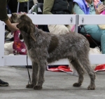 Filename=Diana-DiRimnis.JPG
Filesize=162KiB
Dimensions=800x755
Date added=Mar 23, 2021 Diana-DiRimnis.JPG