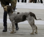 Filename=G-SignorinaGigi.JPG
Filesize=128KiB
Dimensions=800x680
Date added=Mar 23, 2021 G-SignorinaGigi.JPG