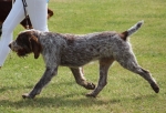Filename=Wolf-DelSubasio-2.jpg
Filesize=249KiB
Dimensions=800x544
Date added=Mar 23, 2021 Wolf-DelSubasio-2.jpg