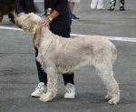 Filename=Aurelia-TheExplorer.JPG
Filesize=205KiB
Dimensions=1000x821
Date added=Mar 23, 2021 Aurelia-TheExplorer.JPG
