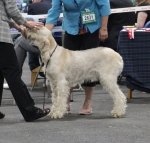 Filename=C-LimonCino.JPG
Filesize=243KiB
Dimensions=1000x958
Date added=Mar 23, 2021 C-LimonCino.JPG