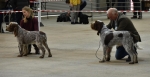 Filename=YearlingDog.jpg
Filesize=124KiB
Dimensions=1280x662
Date added=Mar 23, 2021 YearlingDog.jpg