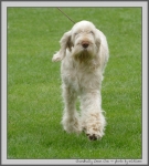 Filename=C_LimonCino_2.jpg
Filesize=1049KiB
Dimensions=993x1100
Date added=Mar 23, 2021 C_LimonCino_2.jpg