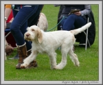 Filename=S_Skylark_2.jpg
Filesize=851KiB
Dimensions=1100x914
Date added=Mar 23, 2021 S_Skylark_2.jpg