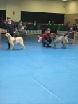 Filename=Open_Dog.jpg
Filesize=57KiB
Dimensions=480x640
Date added=Mar 23, 2021 Open_Dog.jpg