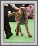Filename=D_Gignese.jpg
Filesize=397KiB
Dimensions=645x780
Date added=Mar 23, 2021 D_Gignese.jpg