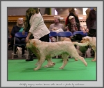 Filename=G_SugarsTartanDream_5.jpg
Filesize=541KiB
Dimensions=915x780
Date added=Mar 23, 2021 G_SugarsTartanDream_5.jpg