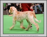 Filename=MimosaPudicaChiChi_3.jpg
Filesize=644KiB
Dimensions=988x780
Date added=Mar 23, 2021 MimosaPudicaChiChi_3.jpg