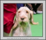 Filename=MimosaPudicaChiChi_5.jpg
Filesize=510KiB
Dimensions=891x780
Date added=Mar 23, 2021 MimosaPudicaChiChi_5.jpg