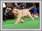 Filename=R_FairDinkum_1.jpg
Filesize=638KiB
Dimensions=1040x769
Date added=Mar 23, 2021 R_FairDinkum_1.jpg