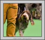 Filename=S_Kestrel_4.jpg
Filesize=682KiB
Dimensions=869x780
Date added=Mar 23, 2021 S_Kestrel_4.jpg