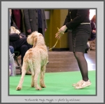 Filename=T_MagicMaggie_2.jpg
Filesize=472KiB
Dimensions=789x780
Date added=Mar 23, 2021 T_MagicMaggie_2.jpg