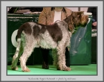 Filename=T_RugeroRaimondi_3.jpg
Filesize=686KiB
Dimensions=986x780
Date added=Mar 23, 2021 T_RugeroRaimondi_3.jpg