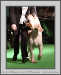 Filename=Van-DeWitthemhoeveShelby.jpg
Filesize=374KiB
Dimensions=643x780
Date added=Mar 23, 2021 Van-DeWitthemhoeveShelby.jpg