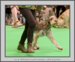 Filename=VanDeWitthemhoeveScarletJackendaw_1.jpg
Filesize=613KiB
Dimensions=942x780
Date added=Mar 23, 2021 VanDeWitthemhoeveScarletJackendaw_1.jpg
