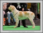 Filename=VanDeWitthemhoeveShelby_1.jpg
Filesize=648KiB
Dimensions=1008x780
Date added=Mar 23, 2021 VanDeWitthemhoeveShelby_1.jpg
