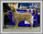 Filename=H_LetsGoCrazy.jpg
Filesize=657KiB
Dimensions=973x780
Date added=Mar 23, 2021 H_LetsGoCrazy.jpg