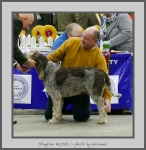 Filename=S_Kestrel.jpg
Filesize=515KiB
Dimensions=762x780
Date added=Mar 23, 2021 S_Kestrel.jpg