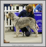 Filename=S_Peregrine.jpg
Filesize=511KiB
Dimensions=779x780
Date added=Mar 23, 2021 S_Peregrine.jpg